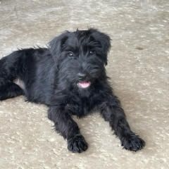 "Orange Female 12 wks old" Standard Schnauzer Puppies from Genesis Standard Schnauzers