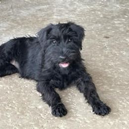 "Orange Female 12 wks old" Standard Schnauzer Puppies from Genesis Standard Schnauzers