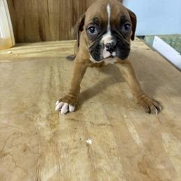 Precious - Fawn female Boxer puppy in Louisville, Kentucky from Nelson’s Fancy Frenchies and Bulldogs