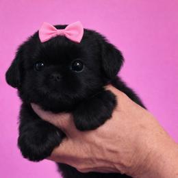 Jolie - Black female Shih Tzu puppy in Tallahassee, Florida from Bows and Bow Ties