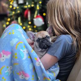 Purple Collar female - Fawn female French Bulldog puppy in Hamler, Ohio from Smith's Small Town Frenchies