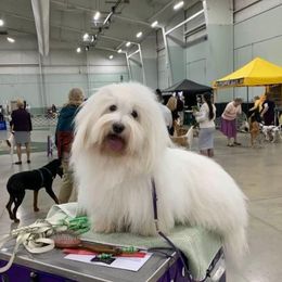 Vivi - Coton de Tulear