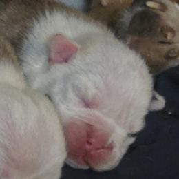 Grace - Red and white female Bulldog puppy in Arlington, Washington from Stout's Hunting Labs and trsbullies