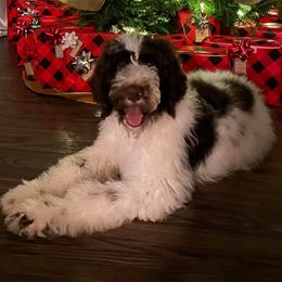 Aussiedoodles, Double Doodles, Goldendoodles, Labradoodles, and Poodles from Hope’s Doodles