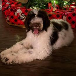 Aussiedoodles, Double Doodles, Goldendoodles, Labradoodles, and Poodles from Hope’s Doodles