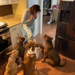 Boxer Puppies from Boxer Blessings Kennel