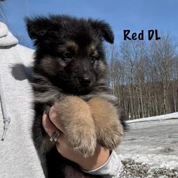 Red DL - Black and tan male German Shepherd puppy in Terra Alta, West Virginia from Shepherd Country Farm and Kennels