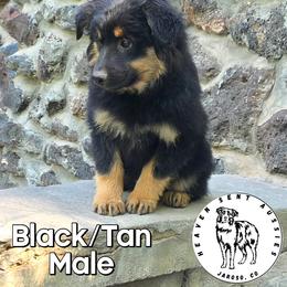 Ulysses - Black male Miniature Australian Shepherd puppy in Jaroso, Colorado from Heaven Sent Aussies