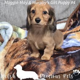 Puppy 4 from birth order - Cream female Dachshund puppy in Anamosa, Iowa from Melsh Precious Pets