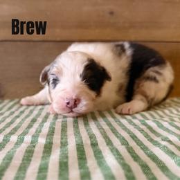 Brew - Blue merle male Australian Shepherd puppy in Kearney, Nebraska from Helix Aussies