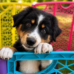 Halsey- Black Tri - Black tri-color female Australian Shepherd puppy in Hugo, Colorado from Frying Pan Ranch Australian Shepherds