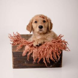 Organza - Dark golden female Golden Retriever puppy in Wendell, Idaho from Canyon Edge Acres
