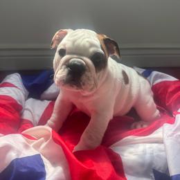Vanilla - White female Bulldog puppy in Dix Hills, New York from Mansi Bulldogs