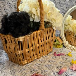Buttons - Black & white male Maltipoo puppy in Boston, Kentucky from MountCarmelPuppies