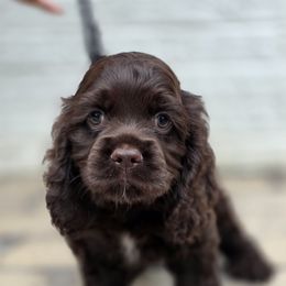 Cocker Spaniel Puppies from Cocker Cottage