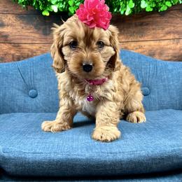 Anastasia (Ana) - Red female Cavapoo puppy in Lancaster, Missouri from Cavapoo Acres