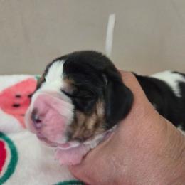 Yeti - Black white and brown male Basset Hound puppy in Denison, Texas from Emma Lou's Baby Bassets