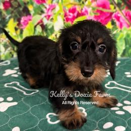 Black and Tan Soft Wire Male Blue Collar - Black and tan male Dachshund puppy in Cleveland, Tennessee from Kelly's Doxie Farm