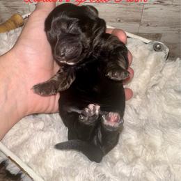 Dopey - Black and cream male Dachshund puppy in Atwood, Oklahoma from Holder’s Doxie Farm