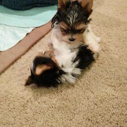Biewer Terrier Puppies from Imperial BabyDoll Biewers