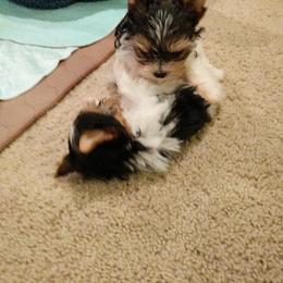 Biewer Terrier Puppies from Imperial BabyDoll Biewers