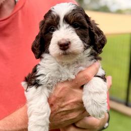 Reese - Brown and white female Bernedoodle puppy in Royse City, Texas from Platinum Bernedoodles of Texas