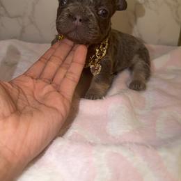 French Bulldog and Yorkshire Terrier Puppies from Yorkiesllc