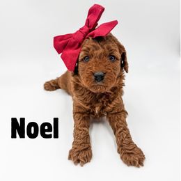 Noel - Red  female Goldendoodle puppy in Eagle Mountian, Utah from The Puppy Family