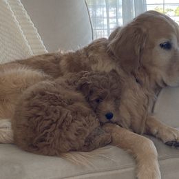 Goldendoodle Puppies from Virgin River Kennel