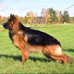 Bam - German Shepherd