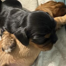 Flower - Black and tan male Cavalier King Charles Spaniel puppy in Rockville, Maryland from Skais the Limit