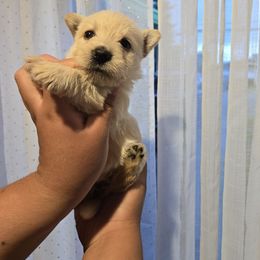 Maisie Red Wheaten - Wheaten female Scottish Terrier puppy in Mount Vernon, Washington from Scottish Terrier Sandra T