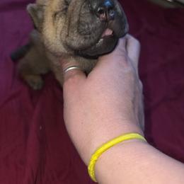 Rhino - Fawn sable male Chinese Shar-Pei puppy in Ste. Marie, Illinois from JoShel’s Silver Lined Wrinkles and Tails