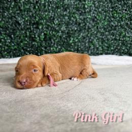 Pink girl - Red  female Goldendoodle puppy in Modesto, California from Two Doods Doodles