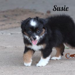 Miniature Australian Shepherd and Toy Australian Shepherd Puppies from Clay Creek Aussies