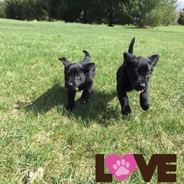 Labrador Retriever Puppies from Harvest Moon Farm