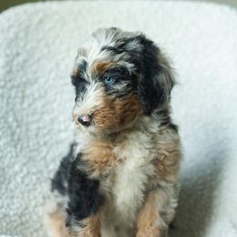 Boy 6 - male Australian Mountain Doodle puppy in Travelers Rest, South Carolina from Upstate Aussie Mountain Doodles