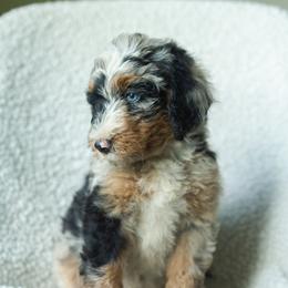 Boy 6 - male Australian Mountain Doodle puppy in Travelers Rest, South Carolina from Upstate Aussie Mountain Doodles