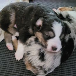 Miniature American Shepherd Puppies from Holly Hill Mini Aussies