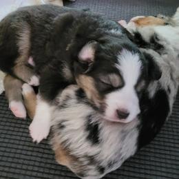 Miniature American Shepherd Puppies from Holly Hill Mini Aussies