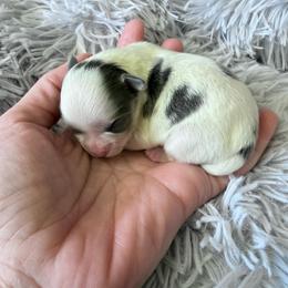 Jacob - blue spotted white male - Blue and white male Chihuahua puppy in Laurel, Mississippi from Home of Tiny Chihuahuas