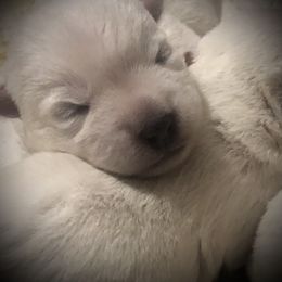West Highland White Terrier Puppies from Twin Oaks Westies