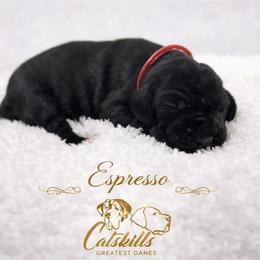 Espresso - Black and white female Great Dane puppy in Liberty, New York from Catskills Greatest Danes