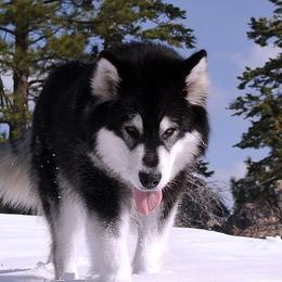 Alaskan Malamutes from Snowlion Alaskan Malamutes
