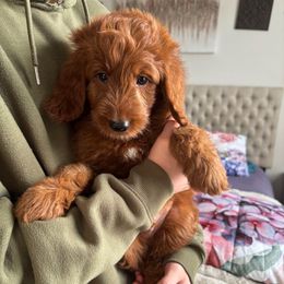 James P. Sullivan - Red  male Goldendoodle puppy in Herriman, Utah from Gypsi Doodles & Poodles LLC.