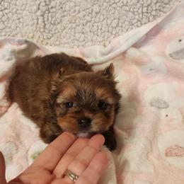 Ophelia - Gold female Yorkshire Terrier puppy in Dallas, North Carolina from Mandy's Miracles