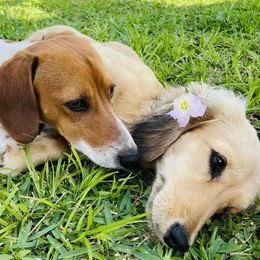 Dachshunds from Sweet and Sassy Sausages