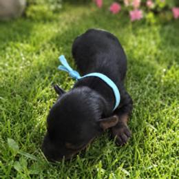 Max - Chocolate, tan and white male Yorkshire Terrier puppy in Marysville, Washington from Nina
