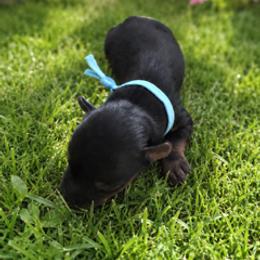 Max - Chocolate, tan and white male Yorkshire Terrier puppy in Marysville, Washington from Nina