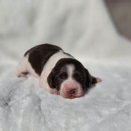 Hershey - Chocolate male Dachshund puppy in Mcminnville, Tennessee from Red Barn Farms Minis